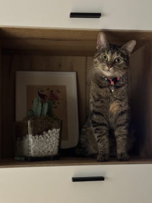 image_2024-02-29_211122530