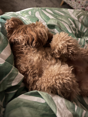 image_2024-02-29_211145981