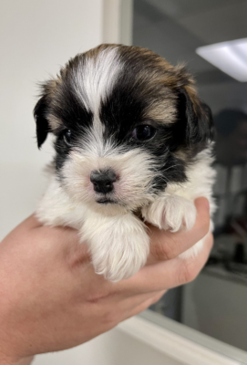 image_2024-02-29_221406024