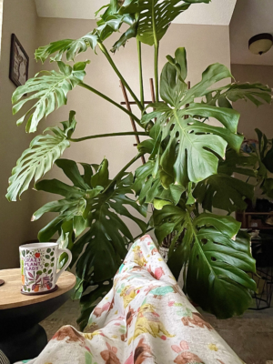 image_2024-02-29_222613296