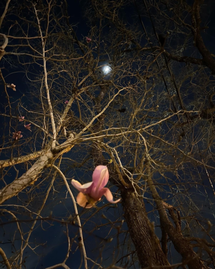 image_2024-02-29_223800311