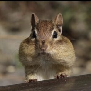Profile photo of gust_777